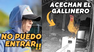 No podía entrar en la finca… y alguien ronda el gallinero. Vlog270