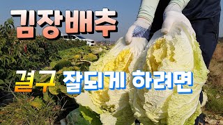 김장배추 결구 잘되게 하려면 ?