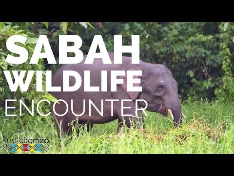 Pygmy Elephants & Orangutans with Rustic Travel