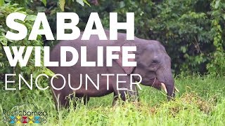 preview picture of video 'Orang Utans & Elephants in Sukau, Sabah, Borneo'