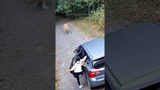 Quando o instinto falha… a natureza cobra #curiosidades #bichos #animais