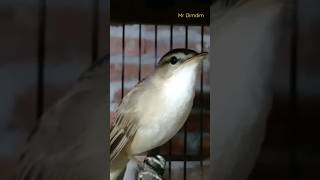 Download lagu SIKATAN LONDO KW ALIAS KERAK BASI #shorts #kerakbasi #sikatan #kerakbasialishitam #sikatanlondo mp3 Download lagu SIKATAN LONDO KW ALIAS KERAK BASI #shorts #kerakbasi #sikatan #kerakbasialishitam #sikatanlondo mp3