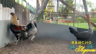 GALLÓ  GIROS HATCH y GALLINAS GIRAS HATCH