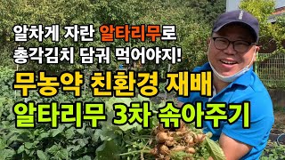 친환경 무농약 재배 알타리무 3차 솎아주기 / 솎아주고 빈자리 북주기 / 알타리무 잘 키우기 / 솎으면서 수…