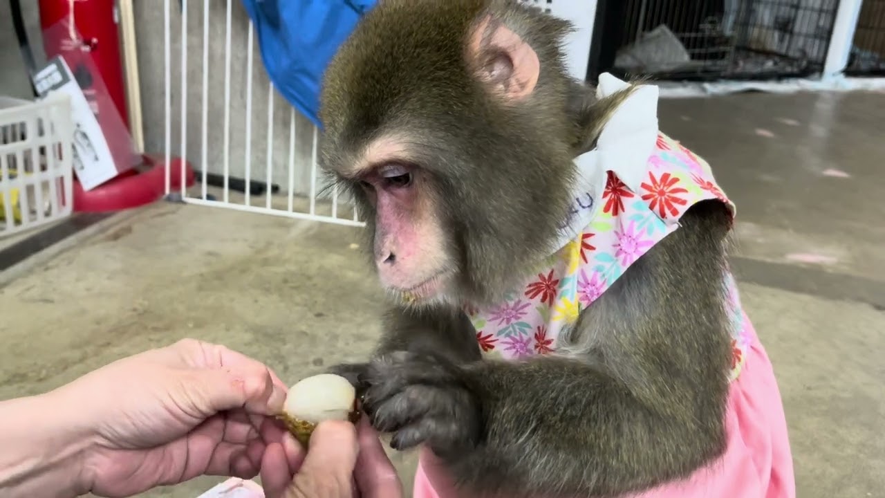 誕生日頂いた果物頂きまーす🍎