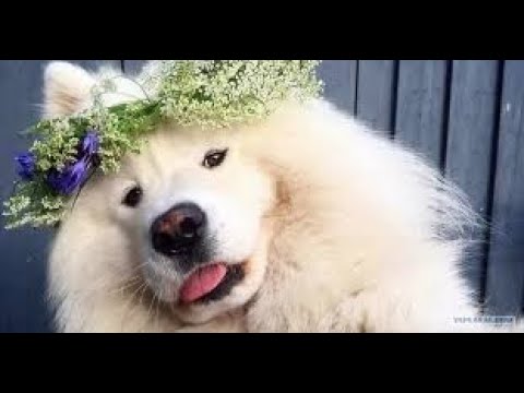 САМОЕД ДОБРАЯ СОБАКА ... Поздний закат летнего дня ...млечный путь ждёт тебя ..!