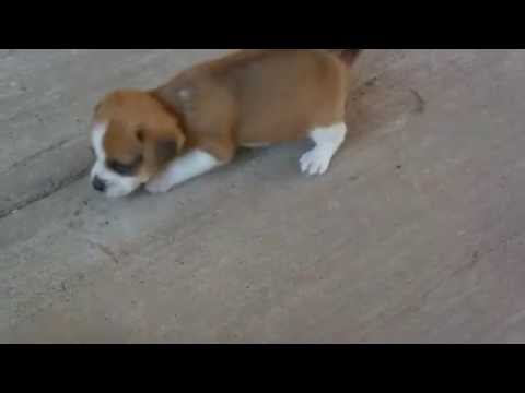 The cutest puppy sneeze ever!!