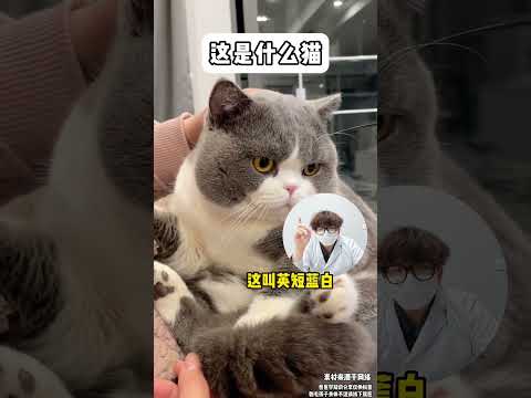 Ultimate Guide to Popular Cat Breeds: Find Your Feline Favorite