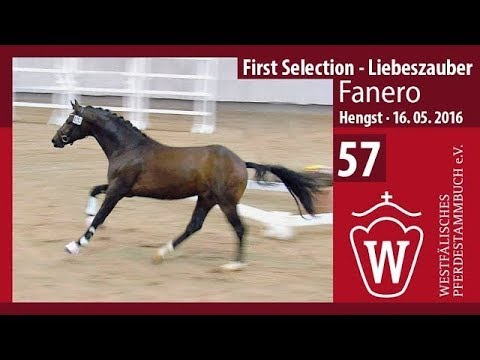 57 Longiervideo Fanero (Hengst v. First Selection - Liebeszauber)