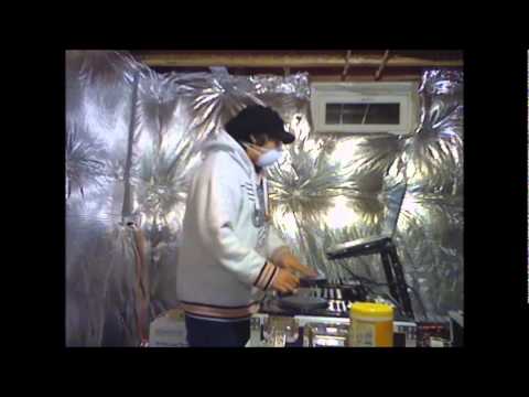 Another Itching Video