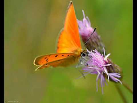 Bądż zawsze blisko mnie