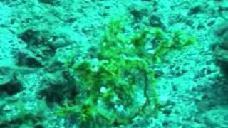 preview picture of video 'レンベ海峡　lembeh Strait  18 - 27 sep  2009'