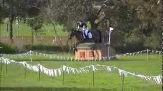 14.3hh 1* pocket rocket for sale