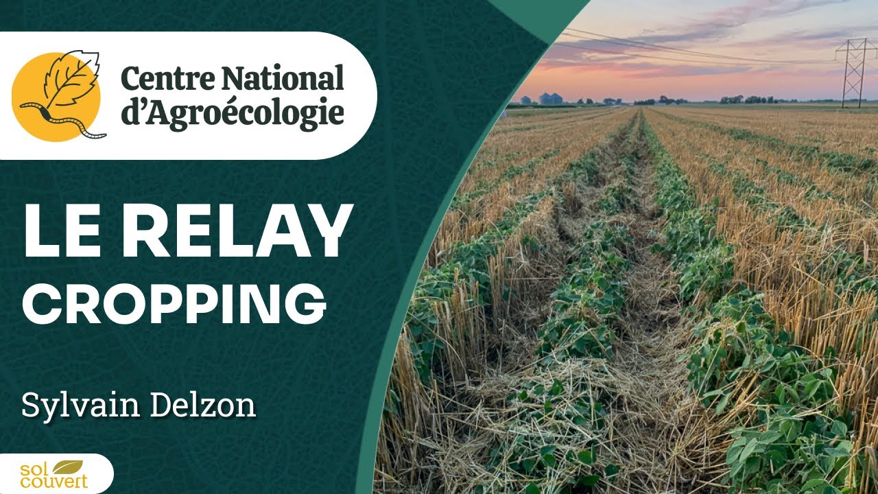 Relay cropping en grandes cultures, Sylvain Delzon, retour d'experience de l'INRAE - CNA