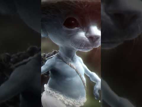 Amura cat udududududududuu