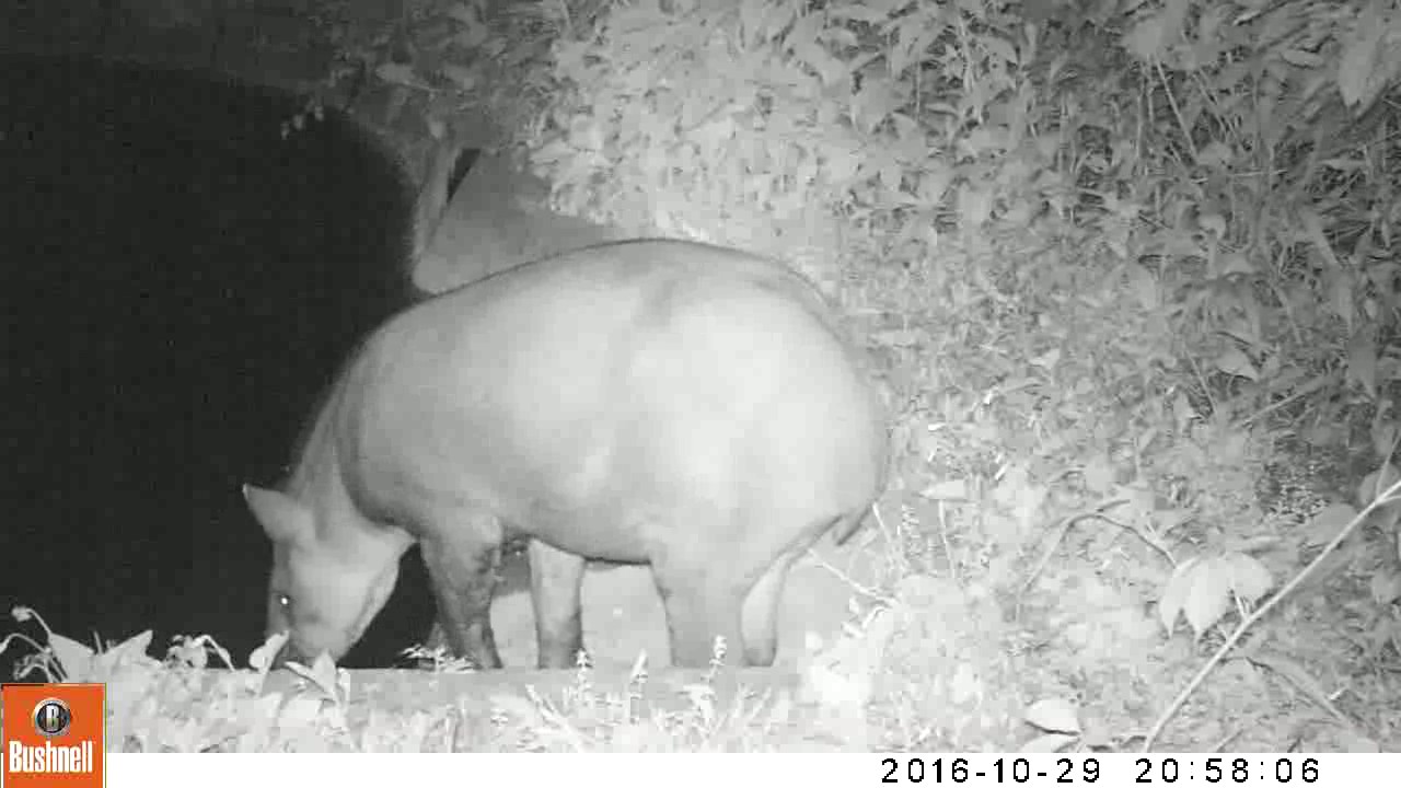 Tapir (Tapirus terrestris) entrando a la escalera en Ledesma