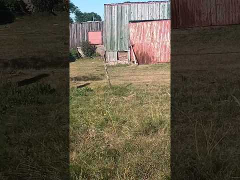 Localidad Tres Puentes o Berruti , Rivera 🇺🇾🇺🇾🇺🇾 . Videitos cultura uruguaya .