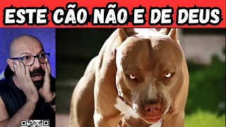 Milhonésimo ataque isolado de Pit Bull, em 4K. #4k #4kvideo