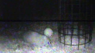preview picture of video 'Appleton nocturnal rodent'