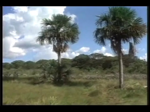 El Barcino -Silva y Villalba- (Música Colombiana)