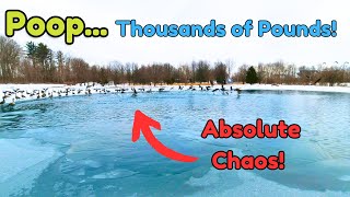 Geese Gone Wild on a Frozen Pond: This is a Poop Problem!