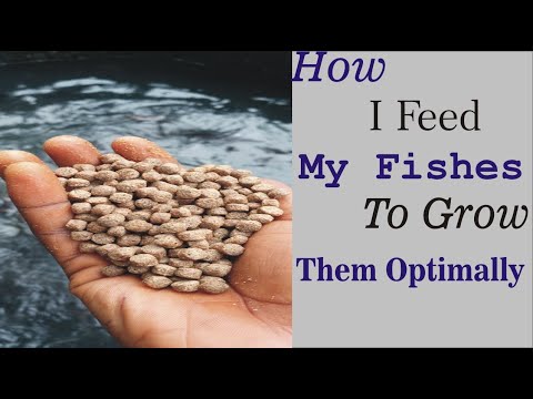 How I Feed My Catfish To Grow Them Optimally