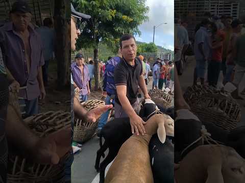 VOCÊ ENCONTRA NA FEIRA DE ANIMAIS DE UMBUZEIRO PARAÍBA 07/03/2026
