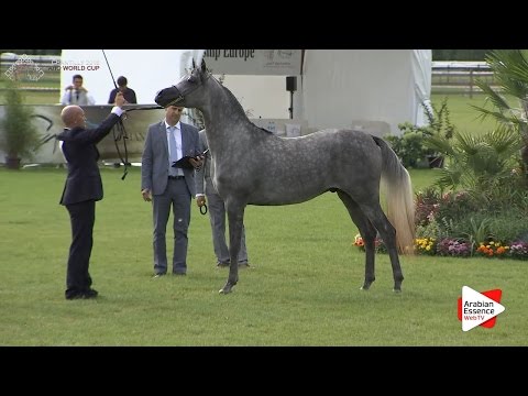 2nd - N.61 RAOUD ALBIDAYER - Chantilly 2016 World Cup - Colts 2 years old (Class 7)