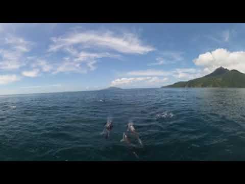 Golfinhos - Ilhabela 18-03-2023 1/3