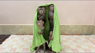 Download lagu 4 Siblings Stand Up Very Mannerly Waiting Mom To Come & Warming Up For Them Very Gently , mp3