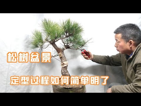 , title : 'How to make pine bonsai stereotypes simple and clear松樹盆景定型製作怎樣才能簡單明了'