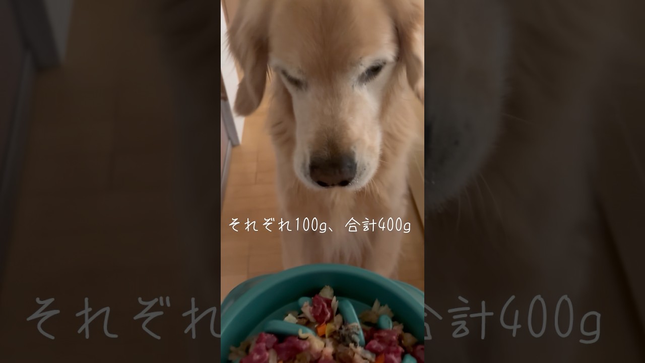 【ダイエット飯】40kg→37kgをキープ‼️馬肉メテオボス編 #shorts #馬肉イン #れつれつ #ゴールデンレトリバー #goldenretreiver