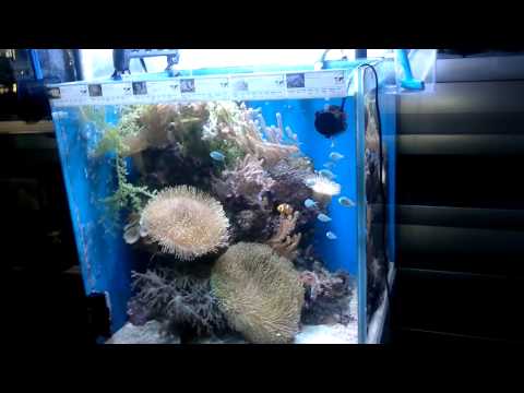 Aqua-Tropica - 220 Liter Meerwasser Aquarium Würfel 60x60x60 mit Unterschrank Technikbecken uvm