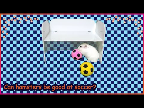 햄스터는 축구를 잘할 수 있을까?