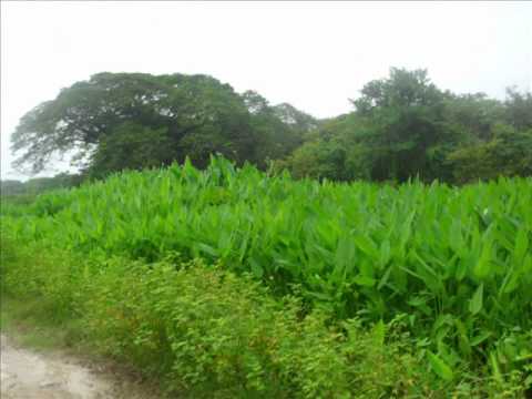 GUAYABO CAMPESINO.wmv