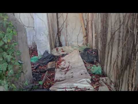 CFR Timisoara Super Stadion / A fost o data ca nici o dată  CFR Timisoara! Bravo Romania/ 01.11.2025