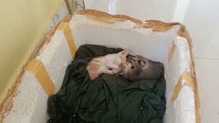 so love kittens