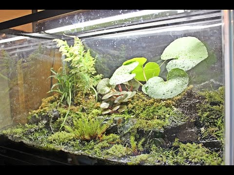 Triturus marmoratus — mramorovaný mlok v paludáriu HD