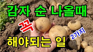 하지감자 지금꼭 해야되는 일 / 비닐 속이 뜨거워 감자순이 올라올때 해야할 일 / 감자재배방법 /
