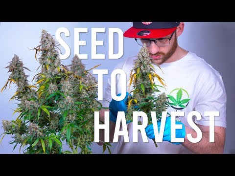 SEED TO HARVEST: BLUE DREAM AUTOFLOWER (BEGINNERS GUIDE)