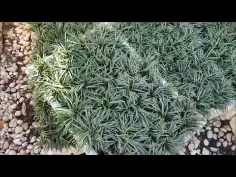 Dwarf Mondo Grass Trays Video HD Youtube