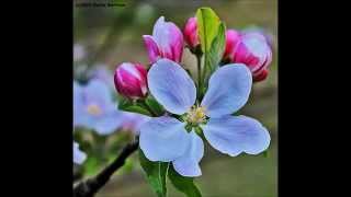 Cowboy Junkies - &quot;To Love is to Bury&quot;