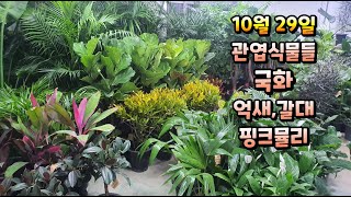 양재꽃시장 식물튜브 관엽식물들 브이로그~ 외  국화 억새 갈대 핑크뮬리 등등 #양재꽃시장 #식물튜브 #pla…
