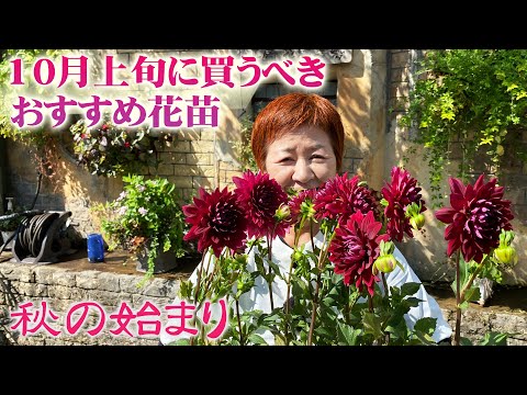 園芸 優雅な高貴な木、ブナ