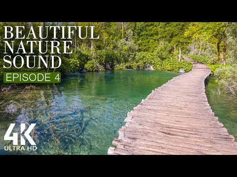 8 HRS Soothing Bird Songs + Lake Waves Sounds for Relaxation - 4K Beautiful Nature Soundscapes #4