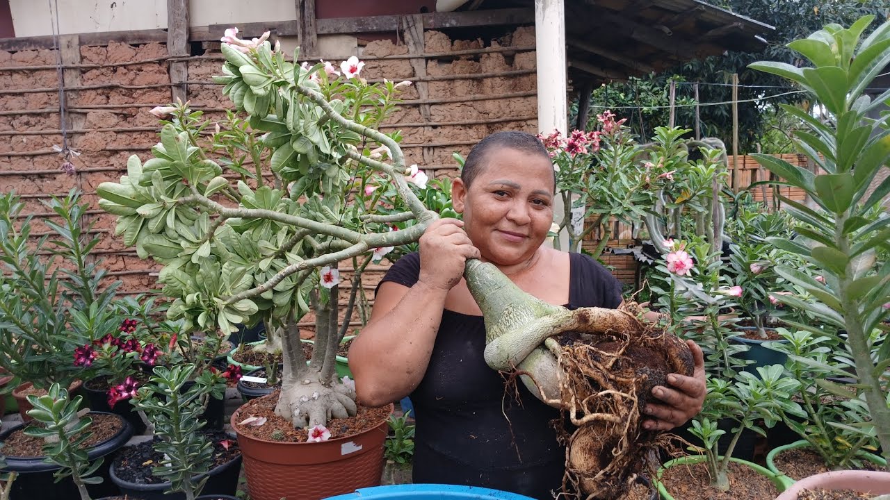 Vamos replantar por que essas estão um show, aproveitem e olhem como acabar com a cochonilha!!❤️😱🙏🏼