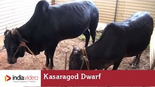 Kasaragod Dwarf - a dwarf variety of cow in Kerala 