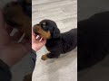 Rottweiler dogs for sale: Bear - Video 1