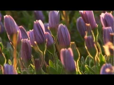 ✿❤✿ Michel Pépé - Les Citadelles De Lumière ✿❤✿ (Relaxing music)