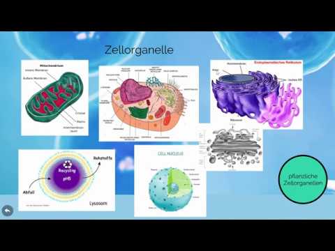 Die Zelle | Grundbaustein des Lebens